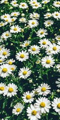   White daisies with green stems in the foreground against black-and-white background