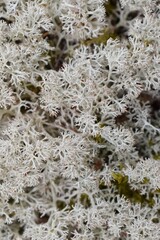 Macrophotographie de Lichen des rennes (Cladonia rangiferina), réalisant un arrière-plan végétal buissonnant.	
