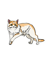 Cat Illustration hand drawn art png digital art 