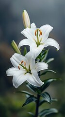 Two elegant white lilies in soft focus