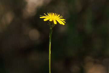Flor oreja de gato Hypochaeris radicata con rayo de sol entre las sombras del bosque, Alcoy, España