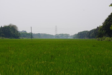 Fototapeta premium The vibrant paddy field, rice plants are full with growing seed heads