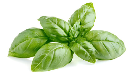 Fototapeta premium Fresh green basil leaves isolated on white