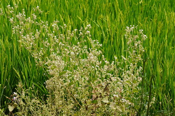 A plant beside the paddy field, possibly Tall whitetop plant with its tiny white flowers in close up