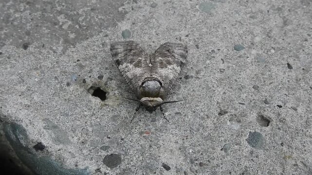 Goat moth, Cossus cossus on grey stone and water drops on rainy weather - close-up. Topics: rain, animal, macro, nature, butterfly, fauna, details