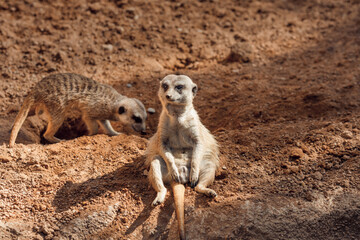 Fototapeta premium Relaxed Meerkat Sitting in the Sun