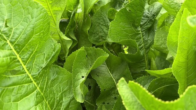 Fresh horseradish leaves growing in a home garden. The lush green foliage thrives in natural conditions, showcasing its vibrant color and texture. Commonly cultivated for culinary and medicinal uses