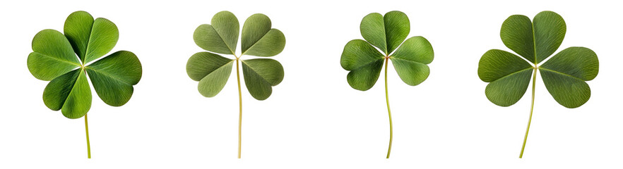 Four Leaf Clovers Displaying Natural Beauty and Unique Shapes, PNG bundle collection, Isolated on Transparent Background