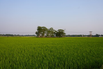 A cluster of trees in the middle of the paddy field and an utility pole also in the background