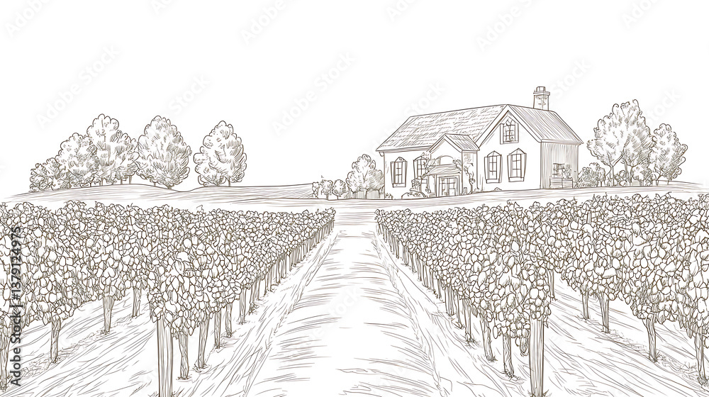 Poster vineyard with rows of grape vines and house, simple line drawing illustration style