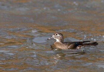 Wood Duck swimming in water