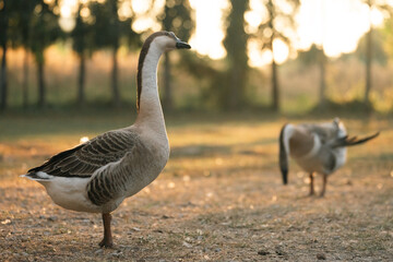 Goose Farm, Beautiful Domestic Bird with Soft Feathers and Beak, Roaming the Rural Countryside Grass, Agriculture in Peaceful Outdoors as a Farm Animal