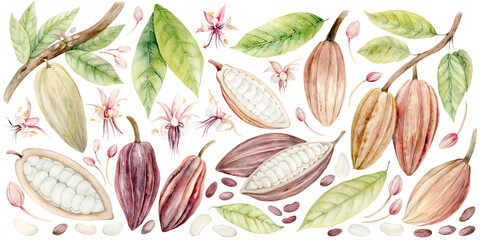 Cacao Beans. Large set of Cacao fruits and flowers. Watercolor illustration. Hand drawn chocolate tree fruits and flowers in pastel colors for packaging, textiles and botanical designs.