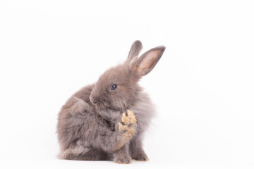 Obraz premium Adorable Pet Rabbit, Cute Fluffy, White Mammal with Large Ears on Background, Showcasing Its Small, Furry, Domestic Nature, Perfect for Easter Celebrations and Farm Enthusiasts