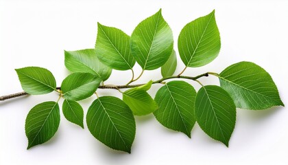Obraz premium green leaves on a branch isolated on white background