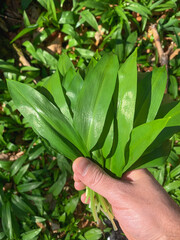 Obraz premium Hand holding bunch of fresh wild garlic leaves in forest. Vertical orientation