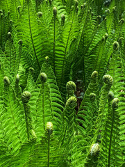 Lush green ferns with curled fronds in sunlight. Vertical orientation