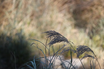 Image of reeds blooming on the Daecheongcheon trail