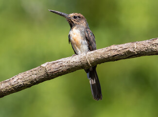 jacamar