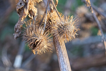 dry brown prickly burdock buds on a stem of a wild plant in autumn nature