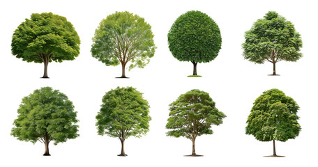 Varieties of Trees with Different Leaf Colors and Shapes in Nature, Bundle Set Collection, Isolated on Transparent Background