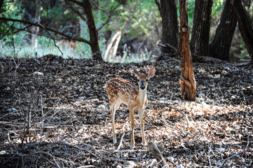 In search of food, a juvenile white-tailed deer fawn stomps to attract attention to deter other animals and people away.