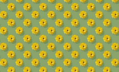 Pattern of chrysanthemum flower on green background