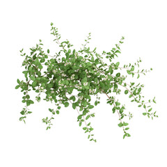 3D Creeping Thyme Plant with Soft Green Leaves and White Flowers Isolated on Transparent Background