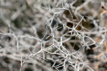 Background of branches of a plant with long thorns. White branches of a Mediterranean plant with thorns.