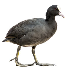eurasian coot png, transparent background