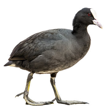 eurasian coot png, transparent background
