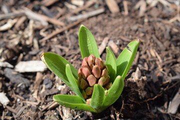 hyacinth sprout growing in soil