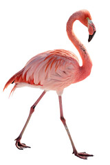 Obraz premium flamingo png, transparent background