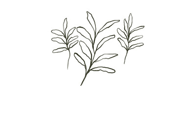 vector illustration of a branch with leaves scribble hand painted png for download 