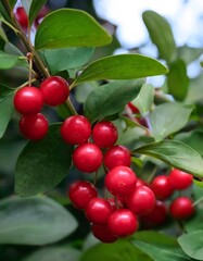 Obraz premium Bright red berries clustering densely on leafy branch, vivid crimson hues standing out against soft blurred green background showcasing botanical richness
