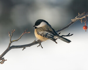 Chickadee