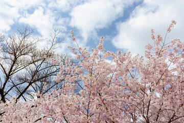 Prunus × subhirtella (winter-flowering cherry, spring cherry, rosebud cherry) a hybrid flower between Prunus itosakura (edohigan) and Prunus incisa (Mamezakura)