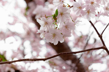 Prunus × subhirtella (winter-flowering cherry, spring cherry, rosebud cherry) a hybrid flower between Prunus itosakura (edohigan) and Prunus incisa (Mamezakura)