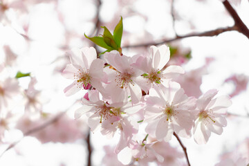 Prunus × subhirtella (winter-flowering cherry, spring cherry, rosebud cherry) a hybrid flower between Prunus itosakura (edohigan) and Prunus incisa (Mamezakura)