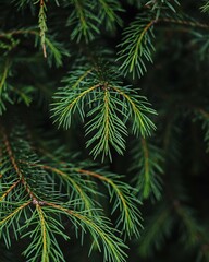 A close-up view of vibrant green evergreen needles.