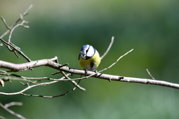 Blue tit bird sitting in the garden waiting for food