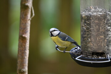 Fototapeta premium Blue tit bird sitting in the garden waiting for food