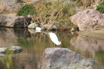 Image of a little egret searching for food on the Daecheongcheon trail