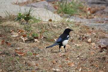 Image of a magpie searching for food on the Daecheongcheon Trail