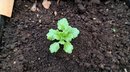 Growing fresh lettuce in organic soil vegetable garden photograph outdoor close-up sustainable gardening.