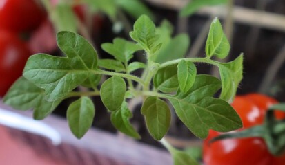 A close-up image of a young tomato plant with vibrant green leaves growing in soil.