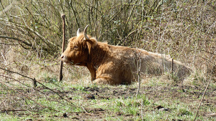 scottish highland cow in a field