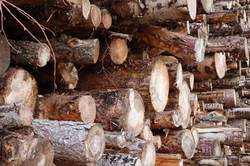 A natural wood texture featuring a neatly stacked pile of freshly cut logs and branches. The tree rings, uneven cuts, and earthy brown tones create a rustic and cozy atmosphere. A perfect natural back