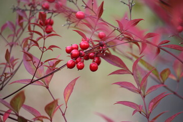Image of the beautifully blooming namcheong trees and fruit on the Daecheongcheon trail