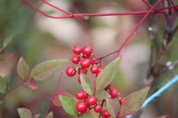Obraz premium Image of the beautifully blooming namcheong trees and fruit on the Daecheongcheon trail